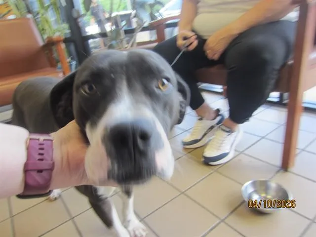 A young large-sized male Pit Bull Terrier dog named Pica for adoption in Ocala, FL