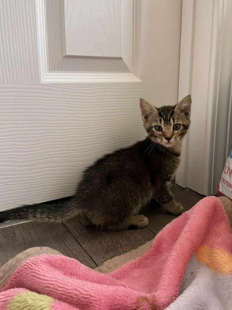 A baby medium-sized female Tabby (Brown / Chocolate) Domestic Short Hair cat named Madison for adoption in Aberdeen, NC