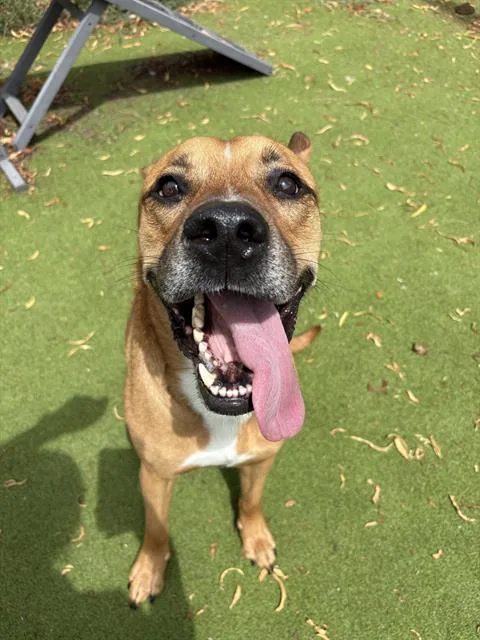 An adult large-sized male Pit Bull Terrier dog named Thor for adoption in Sugar Land, TX