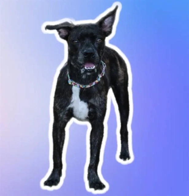 Tillie
