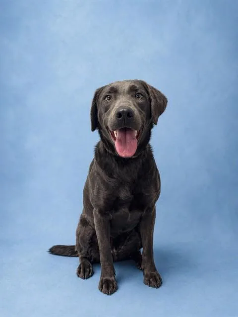 A young medium-sized male Labrador Retriever dog named Jinx for adoption in Westminster, MD