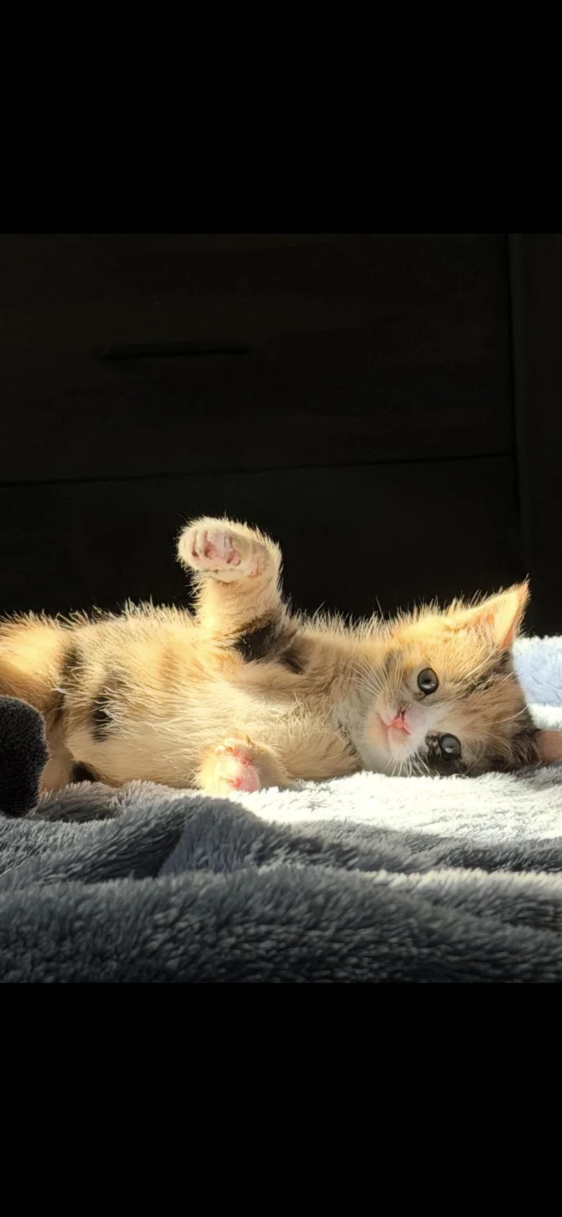 A baby large-sized female Domestic Medium Hair cat named April Flowers for adoption in Absecon, NJ