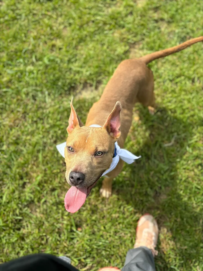 An adult medium-sized male Golden Pit Bull Terrier dog named Simon for adoption in Shepherdsville, KY