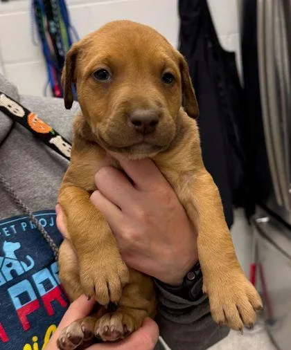 A baby small-sized female Brown / Chocolate Mixed Breed dog named Scoot for adoption in Kansas City, MO