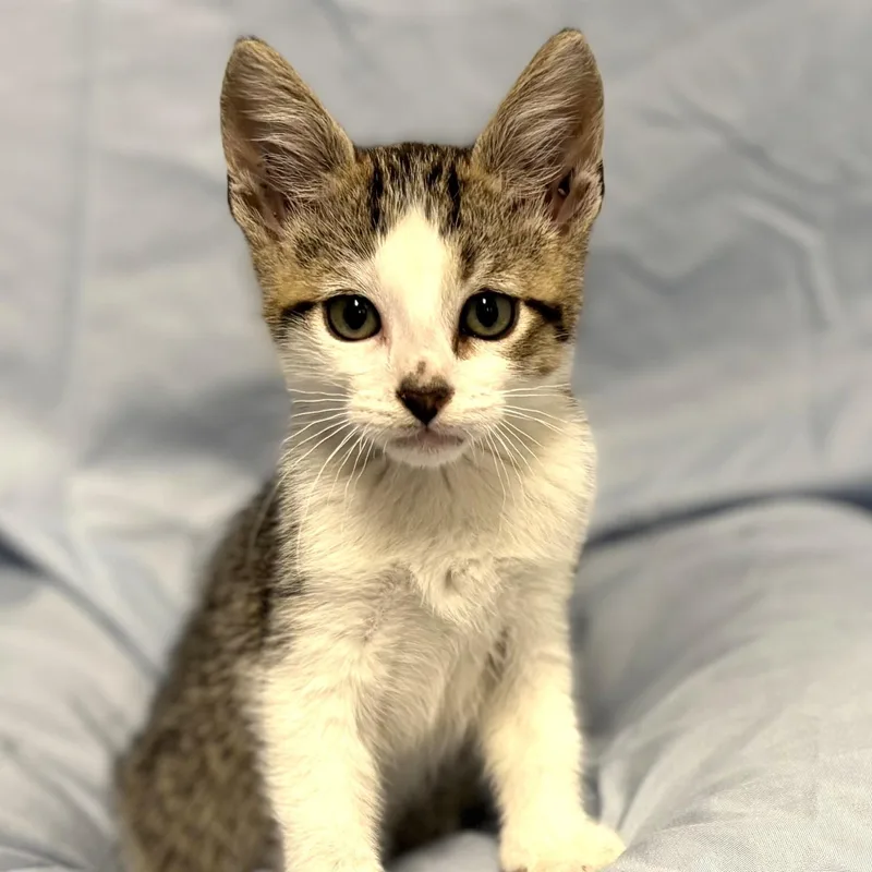 A baby medium-sized male Tabby (Gray / Blue / Silver) Domestic Short Hair cat named Taco for adoption in Beverly Hills, CA