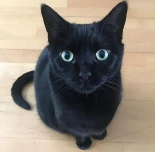 A senior medium-sized female Domestic Short Hair cat named Dk for adoption in Escondido, CA