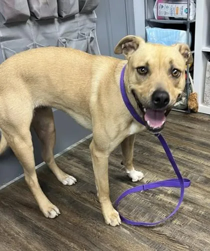 An adult medium-sized female Yellow / Tan / Blond / Fawn Terrier dog named Athena for adoption in Conway, AR