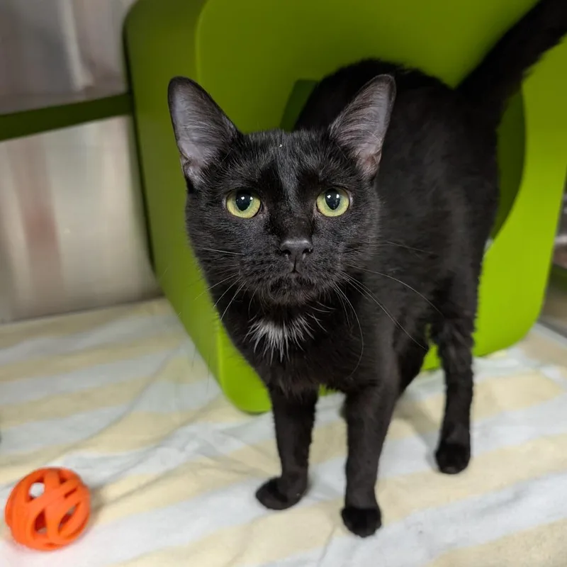 A young medium-sized female Black Domestic Short Hair cat named Kuromi for adoption in Brookfield, WI