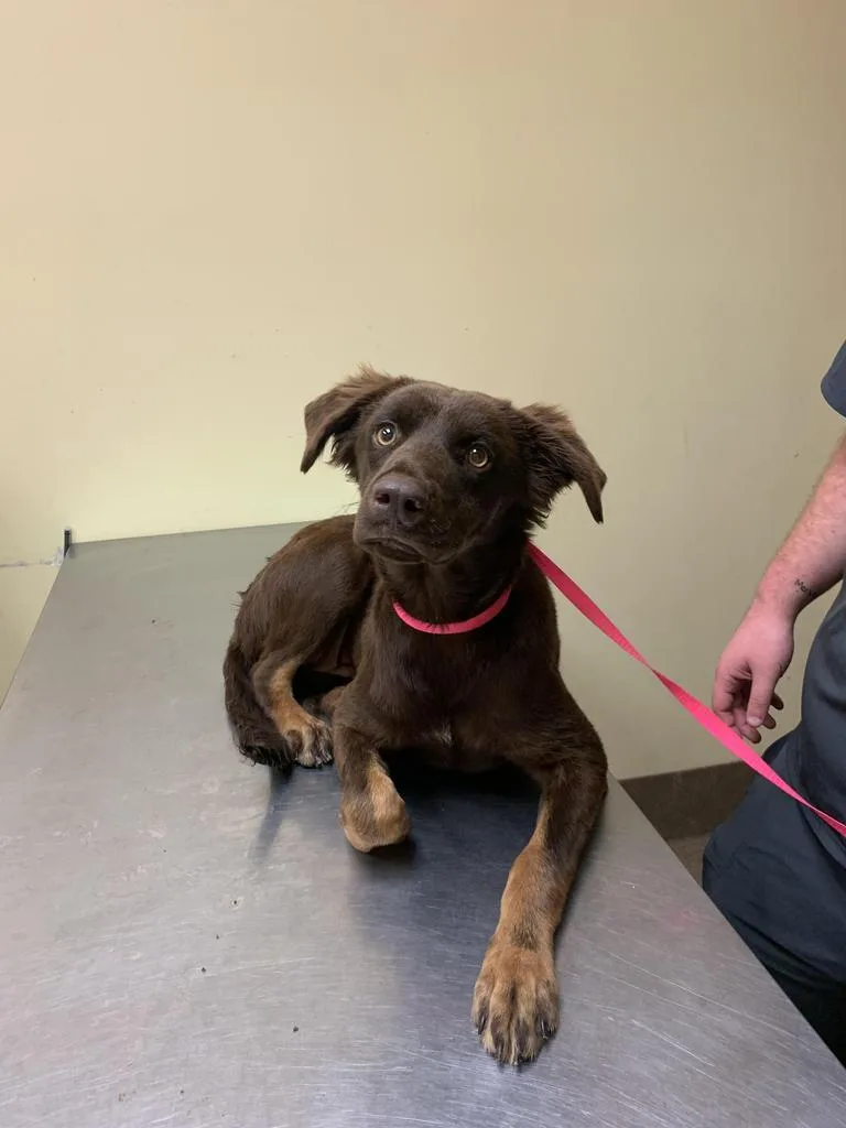 A young medium-sized female Mixed Breed dog named Tootsie Roll for adoption in Florence, SC