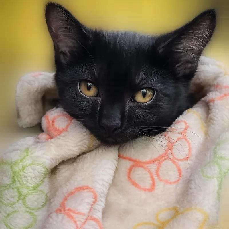 A baby large-sized female Black Domestic Short Hair cat named Isla for adoption in HANSON, MA