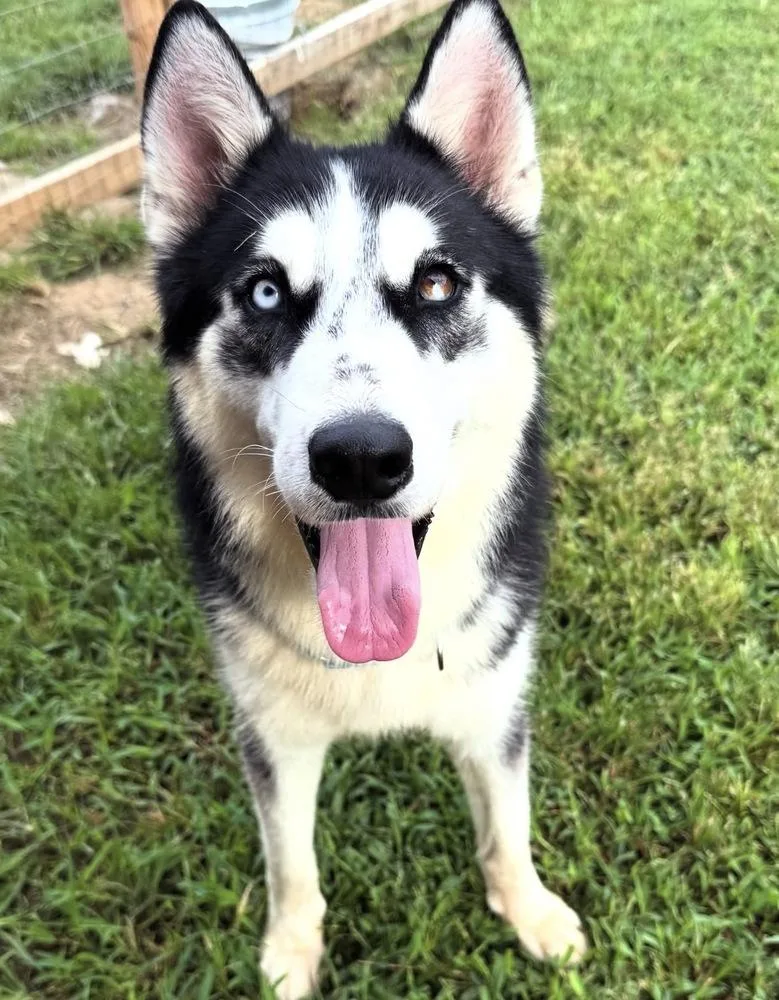 A young medium-sized male Black Siberian Husky dog named Hawkins for adoption in Franklin, TN