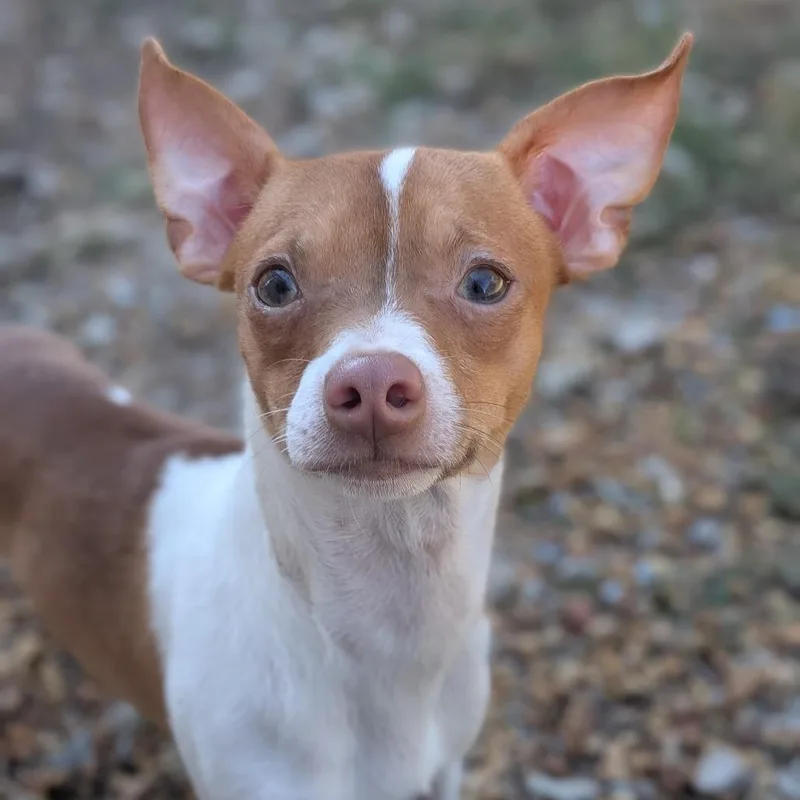 An adult small-sized male Chihuahua dog named Trey for adoption in Brownsboro, AL