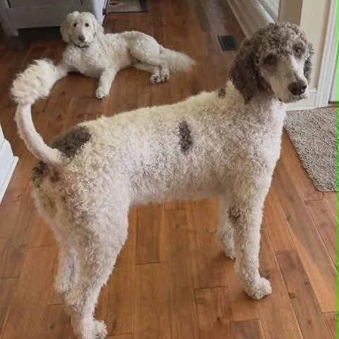 An adult large-sized male White / Cream Poodle dog named Jasper for adoption in Alexandria, VA