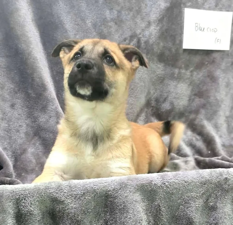 A baby medium-sized female Mixed Breed dog named Blue Crop for adoption in Othello, WA
