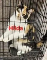 A young small-sized female White Domestic Short Hair cat named Hilda for adoption in Moline, IL