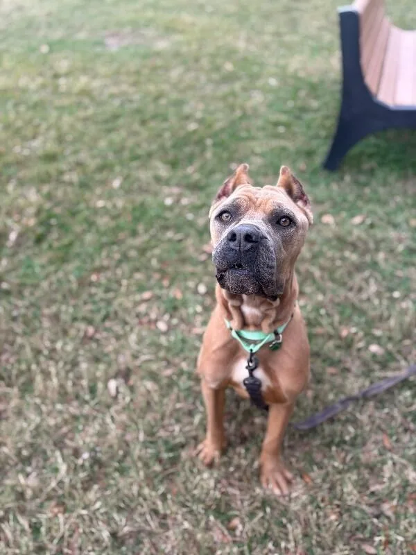 Brandy Belle
