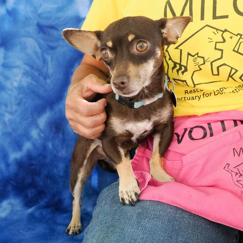 An adult small-sized female Brown / Chocolate Chihuahua dog named Margarita for adoption in Point Richmond, CA