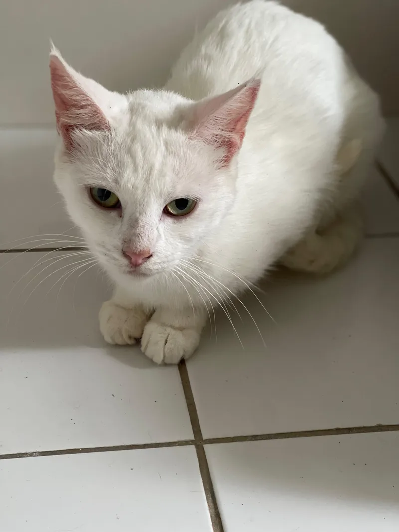 A young medium-sized female Buff & White American Shorthair cat named Pearl for adoption in Rock Spring, GA