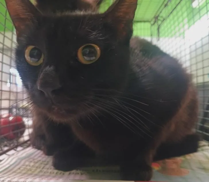 A young small-sized female Domestic Short Hair cat named A for adoption in Los Angeles, CA