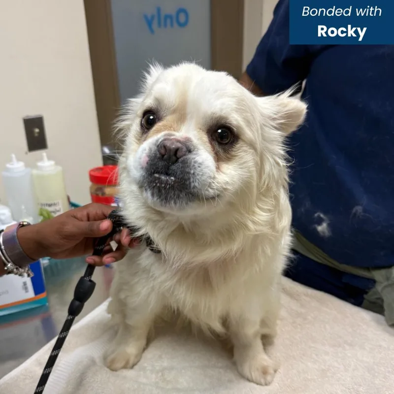 An adult medium-sized male White / Cream French Bulldog dog named Roscoe for adoption in Baltimore, MD