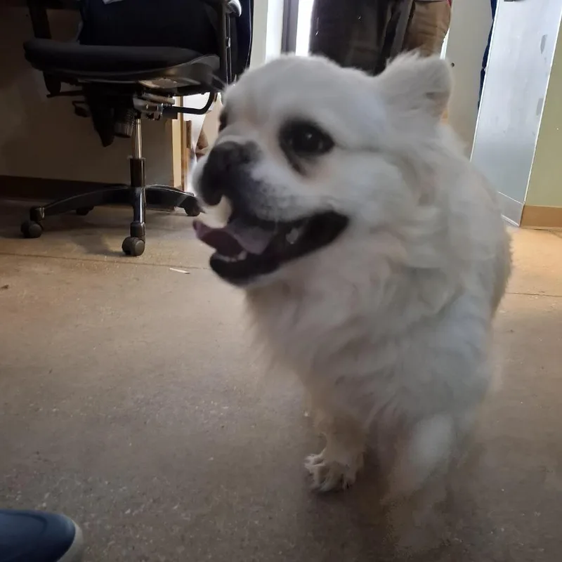Roscoe thumbnail 2