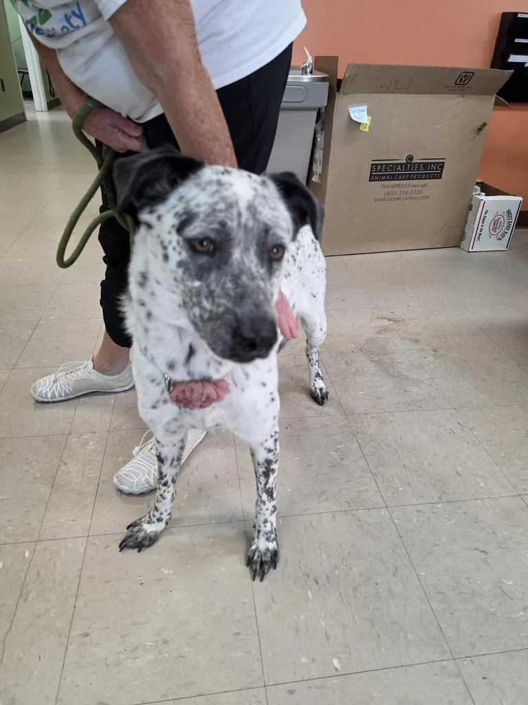 A young medium-sized female Australian Cattle Dog / Blue Heeler dog named Bonnie for adoption in Burnsville, NC