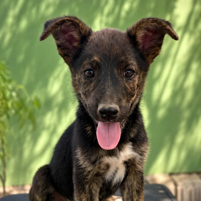 A baby large-sized female Tricolor (Brown, Black, & White) German Shepherd Dog dog named Bella for adoption in Brookeville, MD
