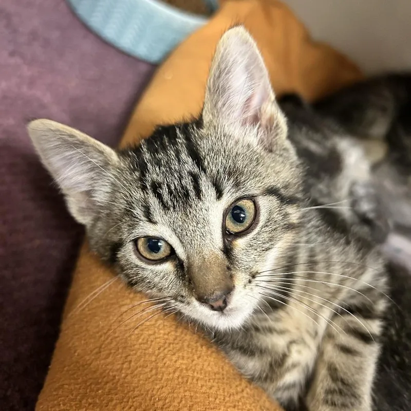 A baby small-sized male Brown / Chocolate Domestic Short Hair cat named Bullwinkle for adoption in Redwood City, CA