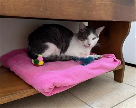 A young small-sized male Domestic Short Hair cat named Jj for adoption in Denver, CO