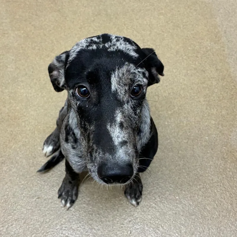 A young medium-sized female Catahoula Leopard Dog dog named Bandit for adoption in Corpus Christi, TX