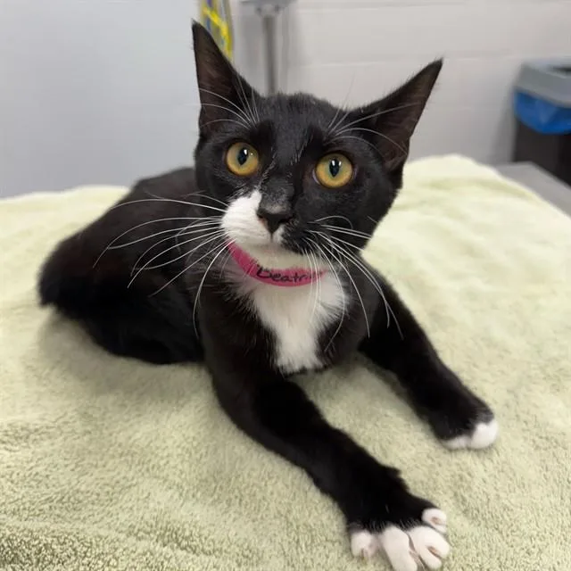 A baby medium-sized female Domestic Short Hair cat named Beatrice Muffin for adoption in Peoria, IL