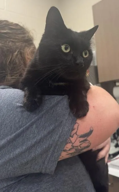 An adult medium-sized male Domestic Short Hair cat named Reese for adoption in Fishers, IN