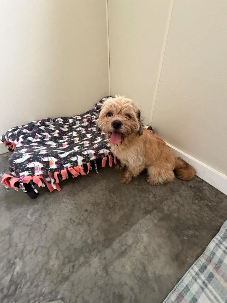 Benji