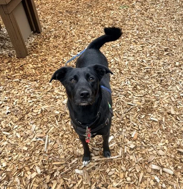 An adult medium-sized female Labrador Retriever dog named Lydie for adoption in Vancouver, WA
