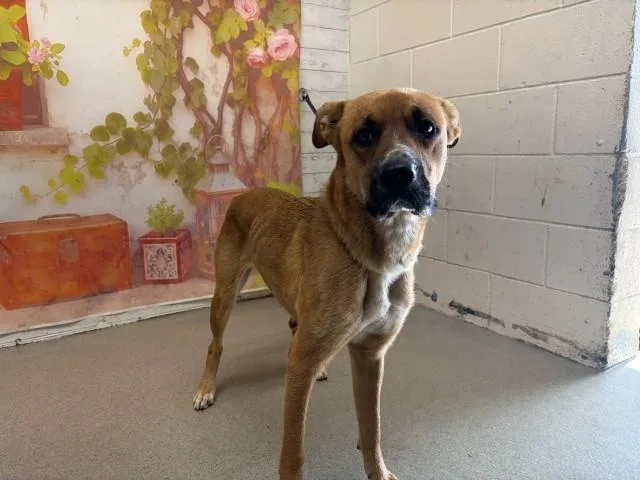 A young medium-sized female German Shepherd Dog dog named Emily for adoption in San Bernardino, CA