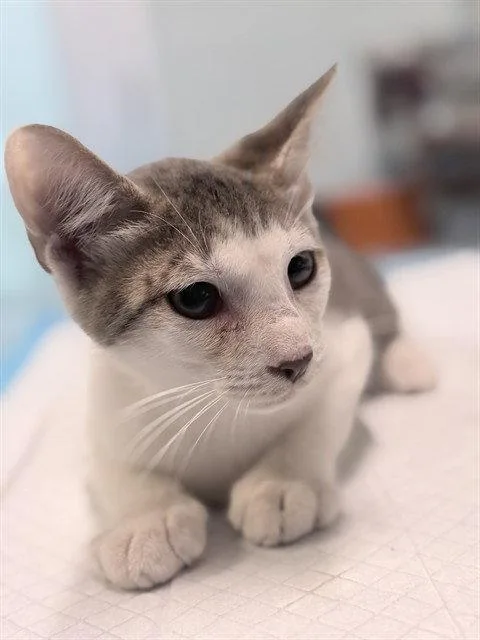 A baby medium-sized male Gray / Blue / Silver Domestic Short Hair cat named Marshmallow for adoption in Tavares, FL