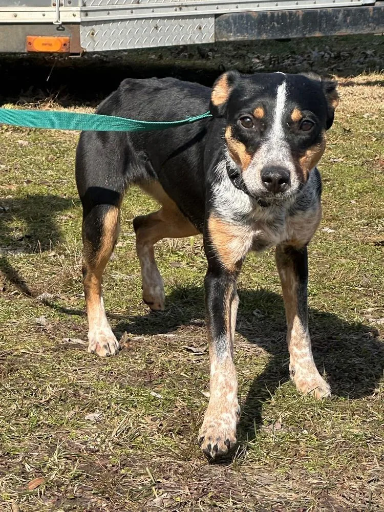 An adult medium-sized female Australian Cattle Dog / Blue Heeler dog named Solice for adoption in Franklin, PA