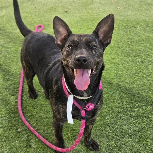 An adult large-sized female Basenji dog named Poppy for adoption in Phoenix, AZ