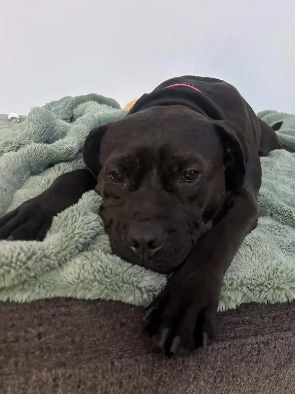 An adult medium-sized female Mixed Breed dog named Holly for adoption in New York, NY