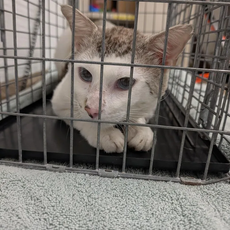 An adult large-sized male White Domestic Short Hair cat named Frankfurt for adoption in League City, TX