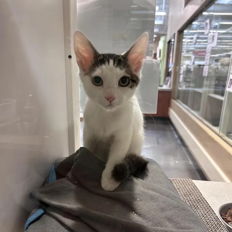 A baby small-sized male White Domestic Short Hair cat named Scatter for adoption in Grantsville, UT