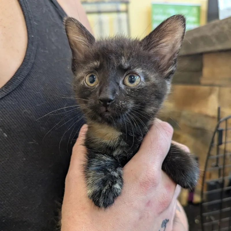 A baby small-sized female Tortoiseshell Domestic Short Hair cat named Exclamation Point for adoption in Lynchburg, VA