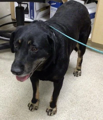 An adult large-sized female German Shepherd Dog dog named Maple for adoption in Riverside, CA