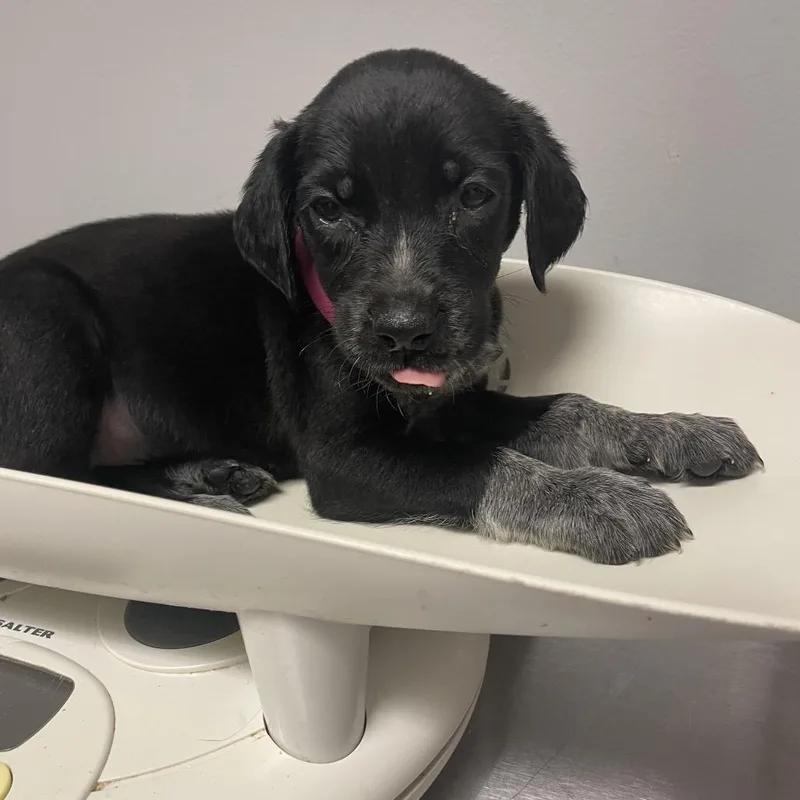 A baby small-sized female Black Mixed Breed dog named Mocha for adoption in Chattanooga, TN
