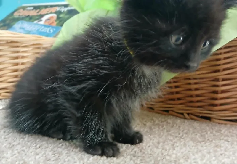 A baby small-sized female Domestic Medium Hair cat named Carolina for adoption in Crocker, MO