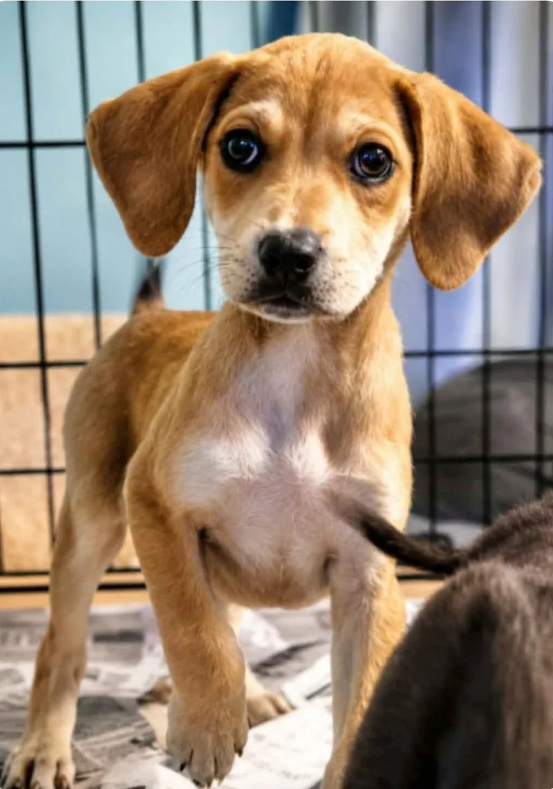 A baby medium-sized female Labrador Retriever dog named Thelma for adoption in Manchester, CT