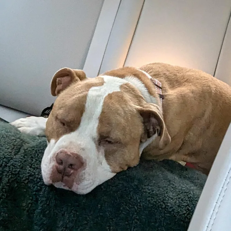 A senior large-sized male Yellow / Tan / Blond / Fawn Pit Bull Terrier dog named Disol for adoption in Novelty, OH