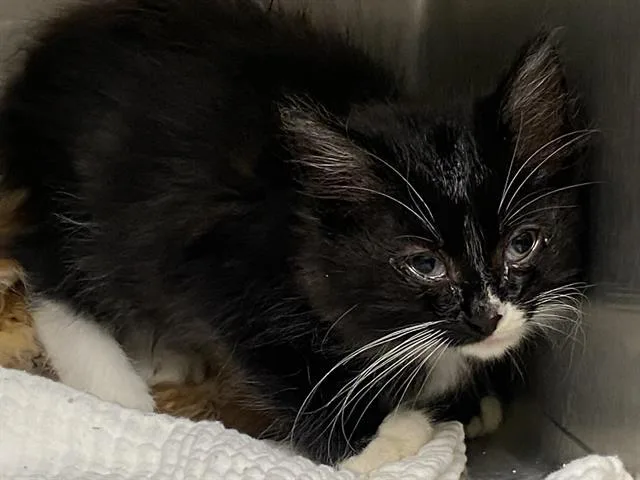 A baby small-sized male Domestic Long Hair cat named Rodger for adoption in Tustin, CA