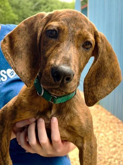 A baby small-sized male Plott Hound dog named Copper for adoption in Cumming, GA