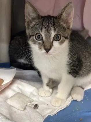 A baby small-sized female Domestic Short Hair cat named Lily for adoption in Madison, NJ